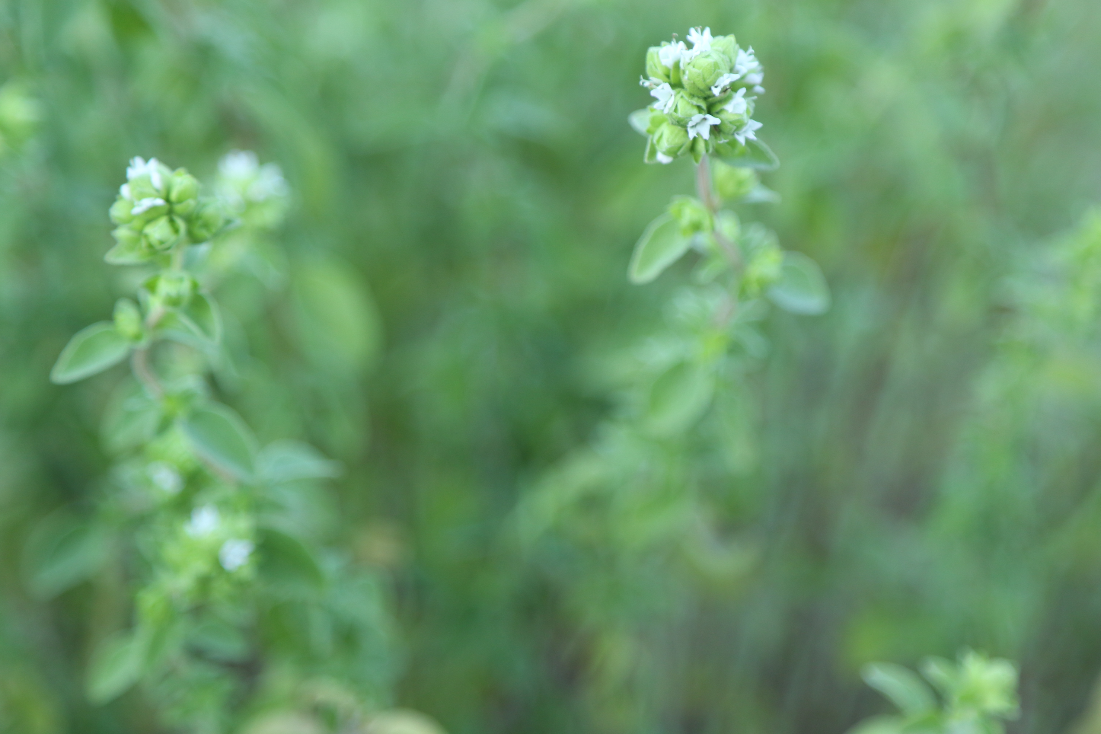 Photos by Kyle R Crookshank