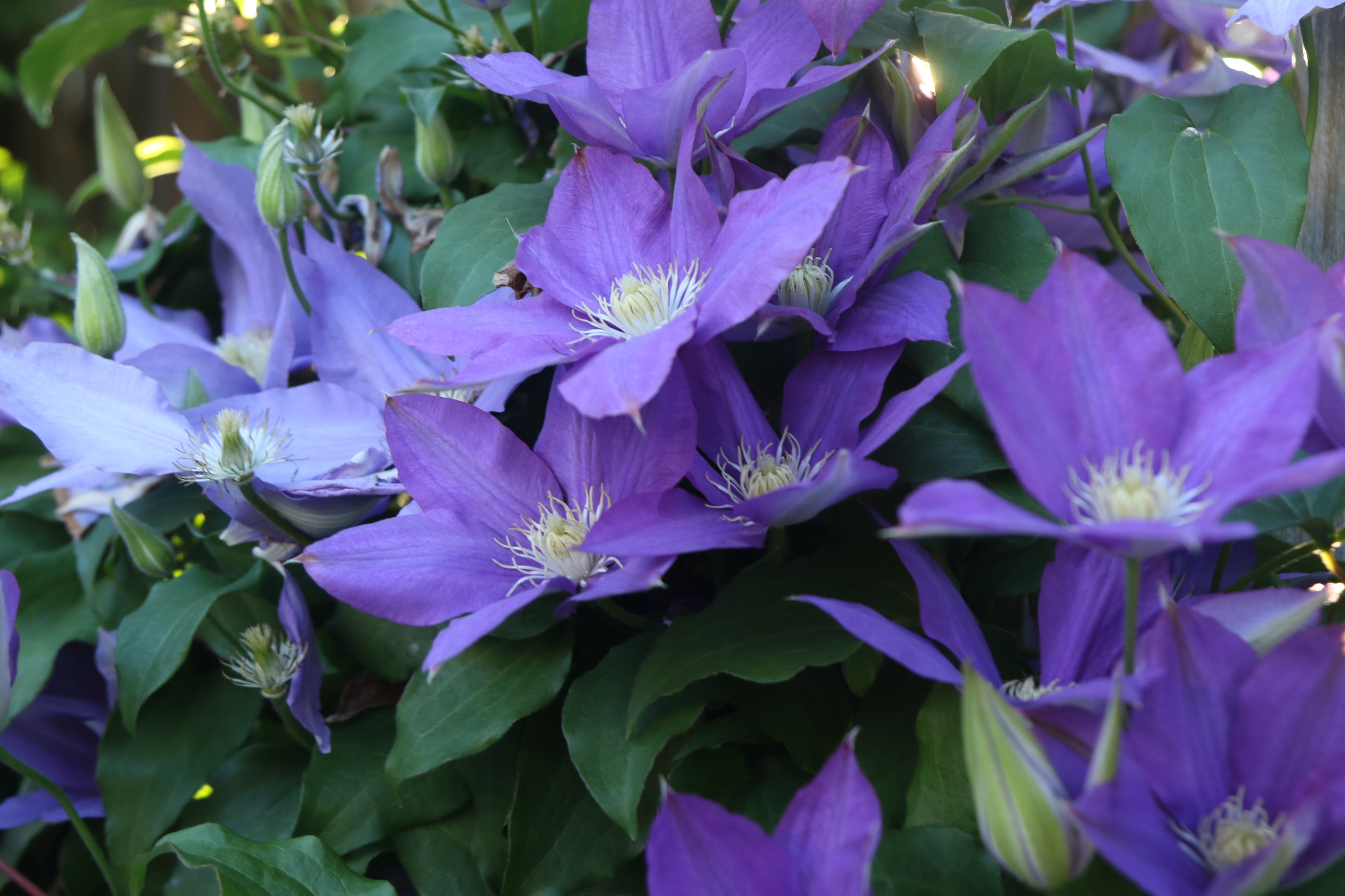 Photos by Kyle R Crookshank